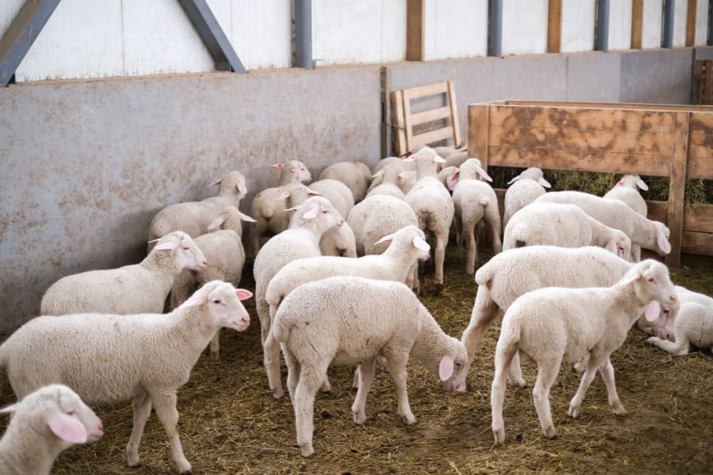 Subió sacrificio de especies menores en Colombia