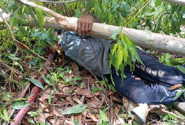 Le cayó la rama de un árbol y lo mató