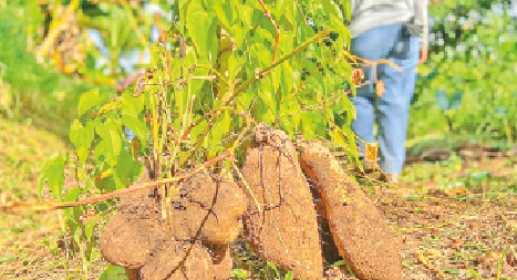 Atienden estragos de la roya del ñame en la región de los Montes de María