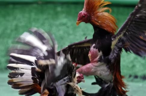 Marcharán en pro de las peleas de gallos