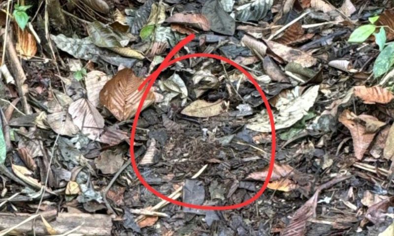 Presuntos integrantes del 'Clan del Golfo' murieron en campo minado en Antioquia