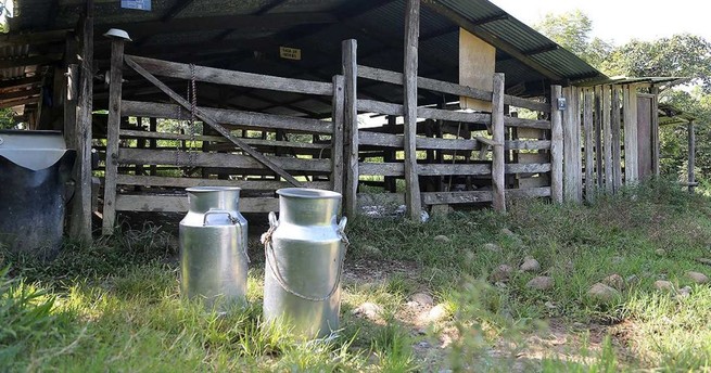 Crean 'Botón de Pánico' para los lecheros