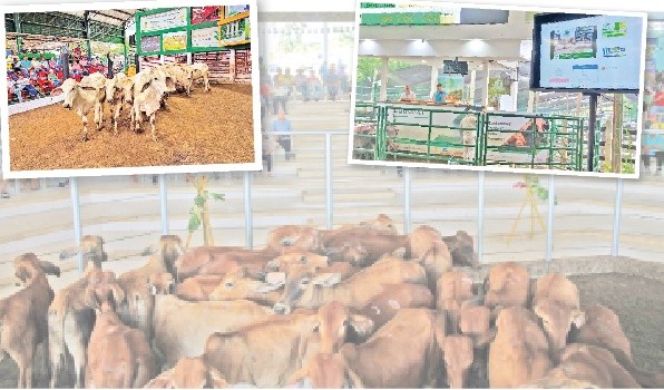Así se movió el ganado en las subastas del país