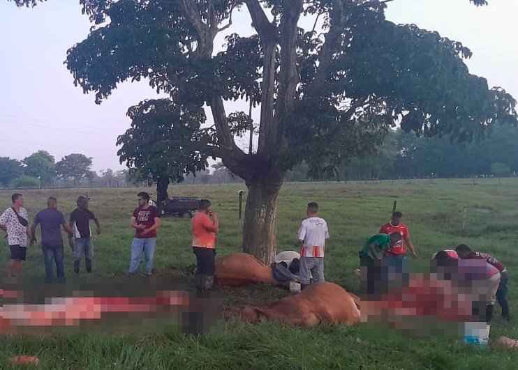 Un rayo mató siete reses en zona rural de Planeta Rica