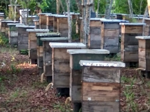 Sigue investigación sobre la muerte de abejas