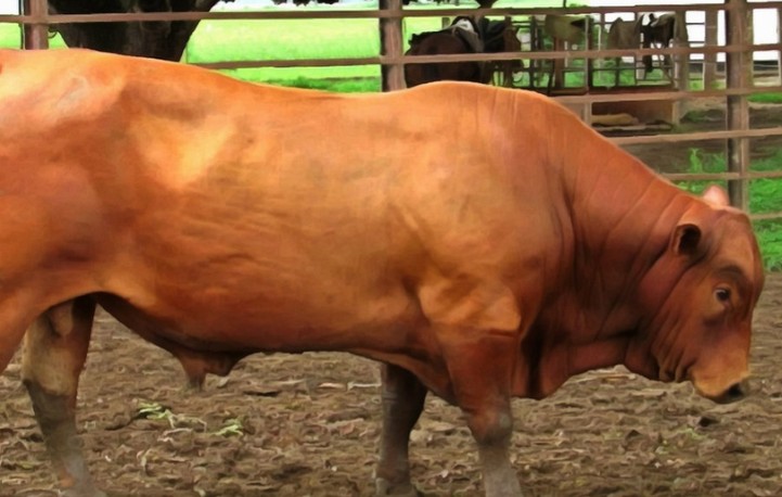 Romosinuano y Costeño con  Cuernos, dos razas que vuelven a subasta