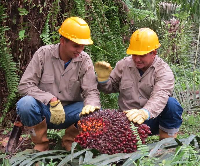 Programa de ayuda a palmicultores