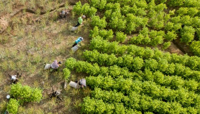 Colombia es un socio clave en la lucha contra el narcotráfico: Joe Biden