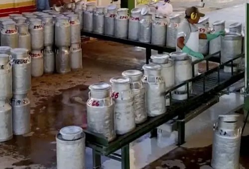 Precio de la leche sigue bajando en Colombia