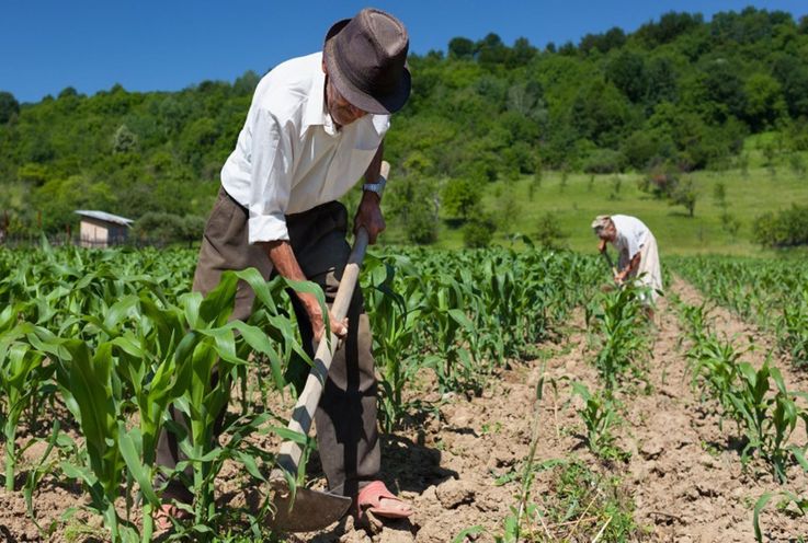 Agro jalona la economía del país,  según reveló el Dane