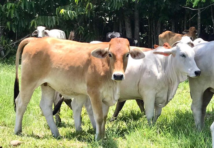 Cogasucre, el precio más alto en machos de levante