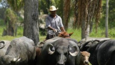 Rendimiento bufalino por debajo del 50%