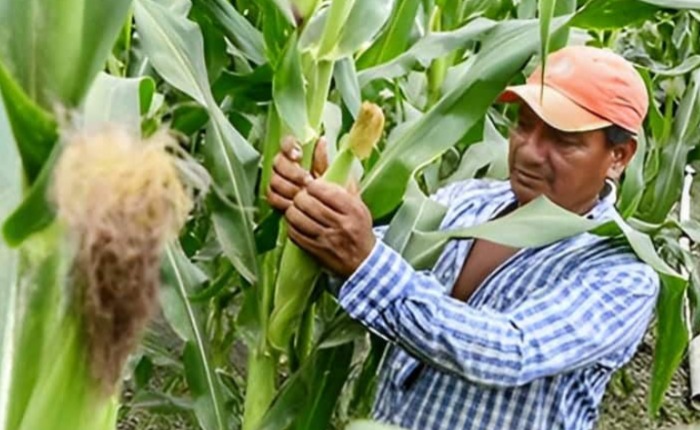 Piden a Minagricultura agilizar trámite para formalizar cadenas de maíz