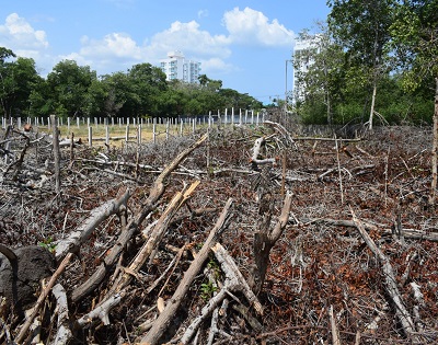 Contralor general advirtió sobre la deforestación, así está Sucre