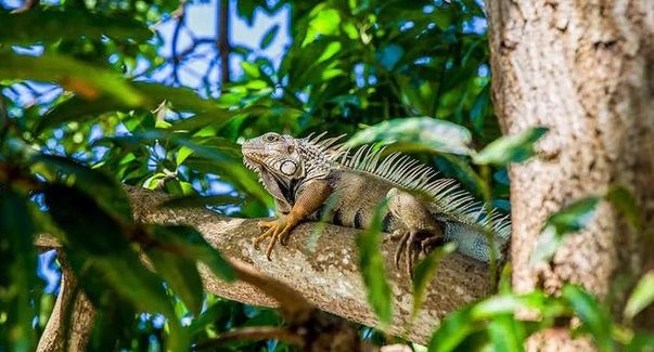 Córdoba: Un tesoro de biodiversidad en la COP16