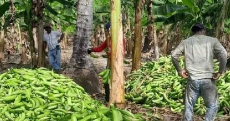 Precio del plátano preocupa a productores