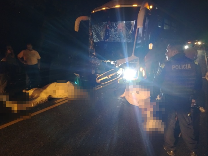 Accidente dejó cinco caballos muertos