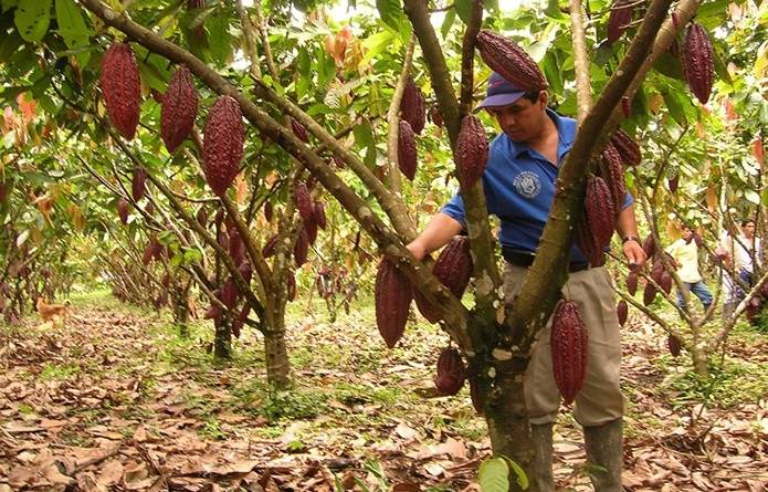 Oportunidad para el cacao colombiano