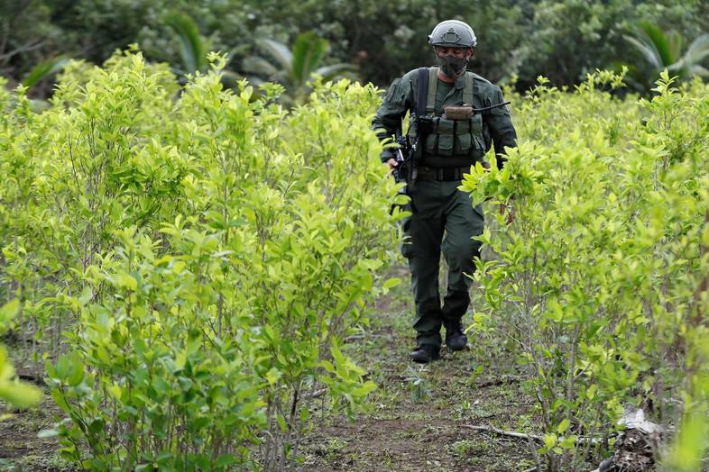 Unas 12 mil hectáreas con hoja de coca