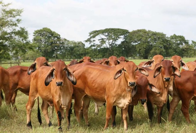 Mínimo aumento en precio del ganado gordo
