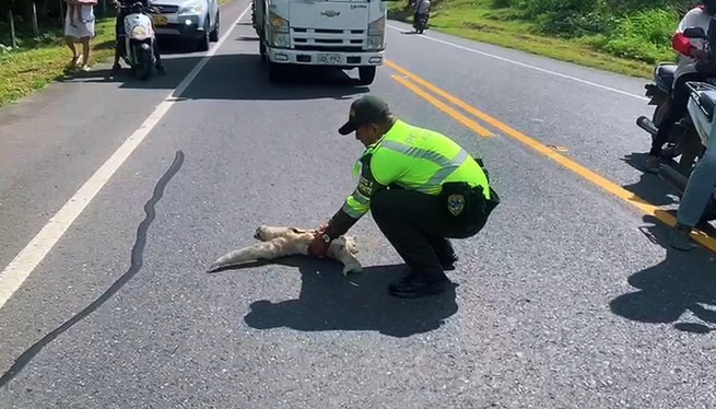 'Yo protejo los animales'