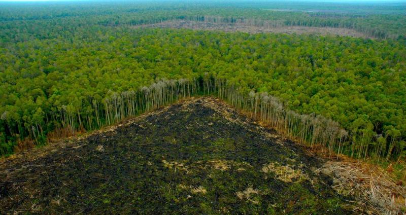 Procuraduría solicitó informes sobre acciones contra la deforestación en el país