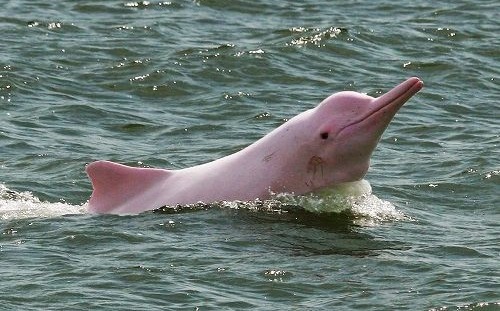Aumentó población de delfines rosados en el Meta