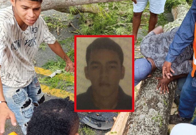 Un árbol de orejero lo mató