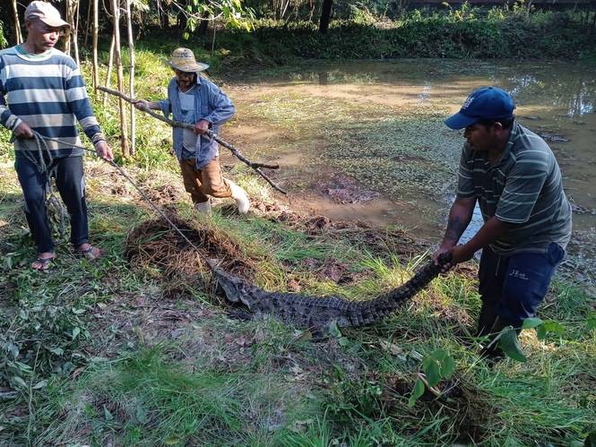 Corpomojana recupera tres caimanes, de los 73 que se fugaron