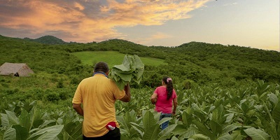 Más de 3 mil 700 solicitudes de restitución de tierras