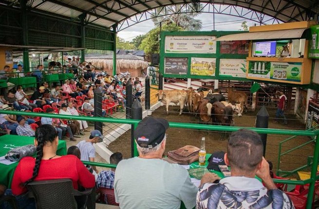 Más de 36 mil  reses comercializadas