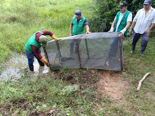 Recuperaron otro caimán, faltan 69 de 73 que escaparon