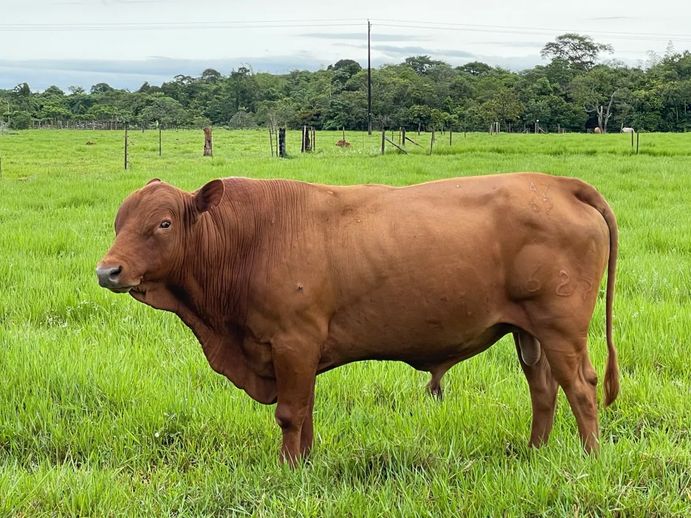 Romosinuano, una raza que renace
