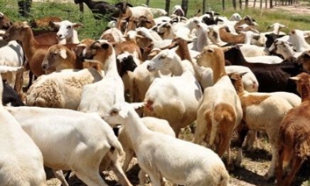 Aumentó el sacrificio de especies menores