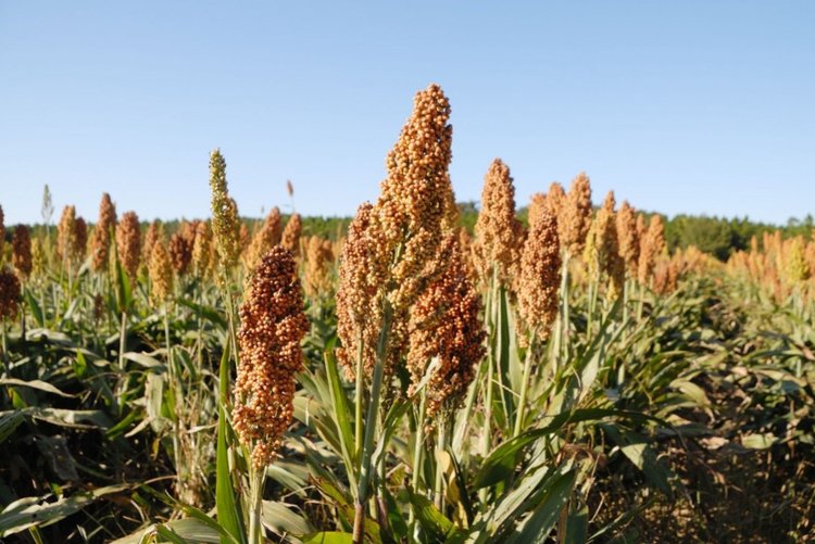 Unicor propone rescatar cultivo del sorgo, el ‘rey’ de los granos de los 70 y los 90
