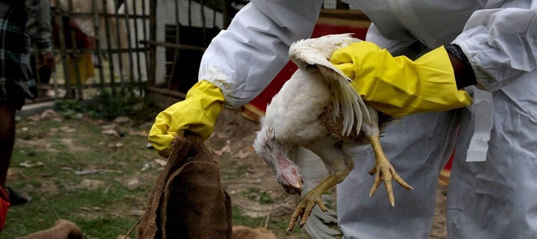 Influenza aviar llegó al Chocó