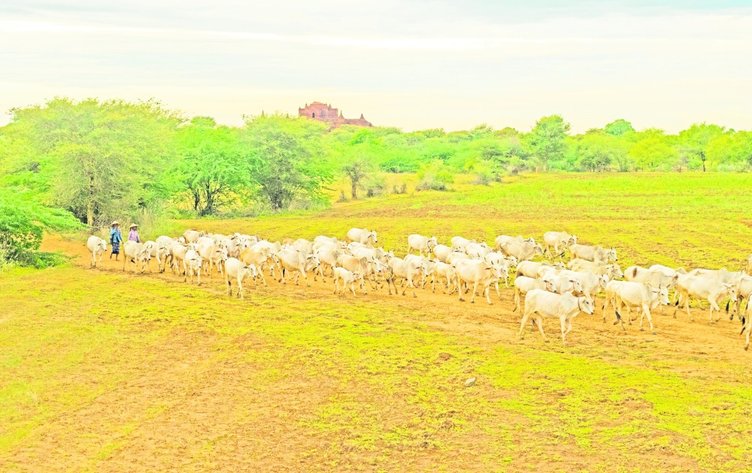 Panorama del ganado en subastas en Córdoba y Sucre