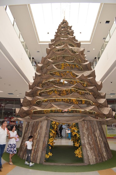 Sincelejo disfruta del árbol de caña flecha más grande
