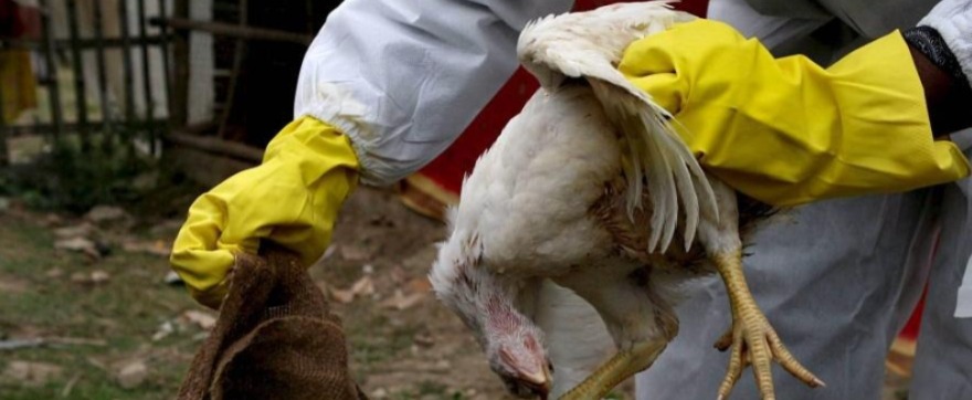 Emergencia sanitaria en Colombia por influenza aviar