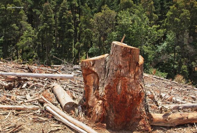Alertan sobre la deforestación en la cuenca del río Naya