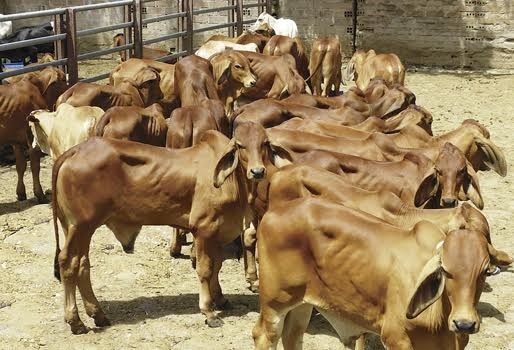 Leve recuperación del precio del gordo