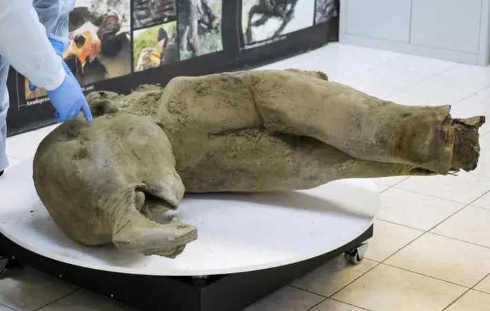 Hallan cría de mamut de 50 mil años de antigüedad