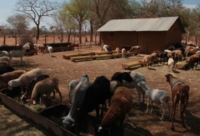 Alerta sanitaria: Brote de Ántrax sacude a la región de La Guajira