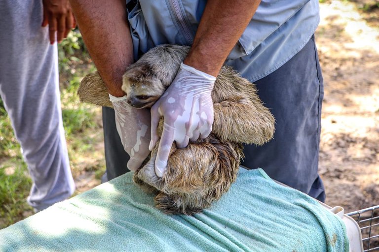La fauna sigue siendo la más afectada en la Mojana, hay alerta
