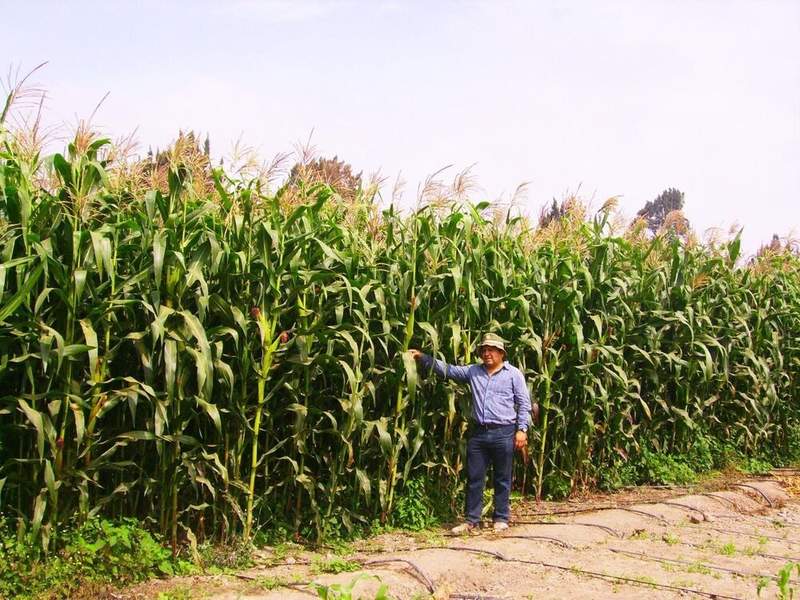 Consejo Nacional del Maíz busca salvar a los cultivadores