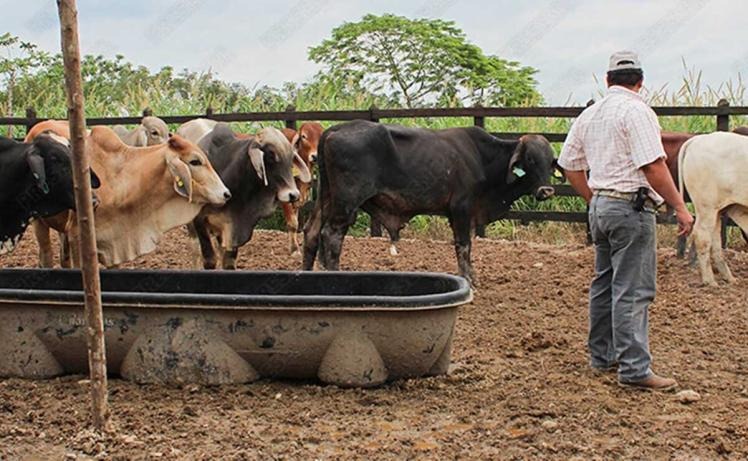 Muchas expectativas en el sector agropecuario