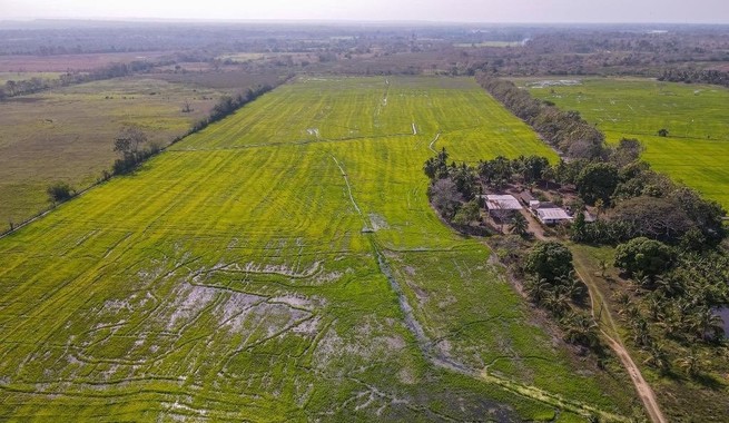 En peligro siembra de arroz en Distrito de Mocarí