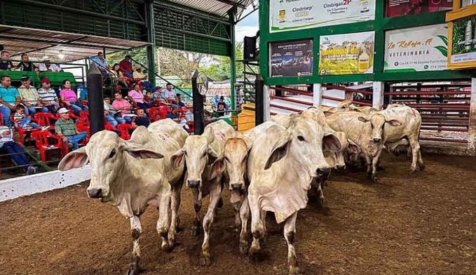 Se recupera el ganado gordo en subastas
