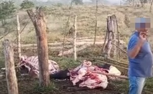 Abigeato en zona rural de Chinú