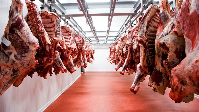 Exportaciones: carne bien; en pie, a la baja